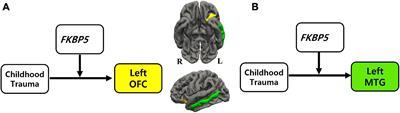 Influence of FKBP5 Variants and Childhood Trauma on Brain Volume in Non-clinical Individuals